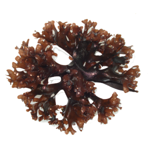 Iers Mos (Carrageen) raw Bio - Irish Moss (Spiruella) 125 gram