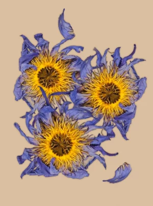 Whole Blue Lotus (Anima Mundi) 0.11 Gram