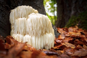 Lion's Mane