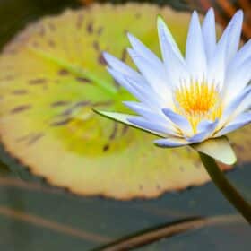 lotusbloem