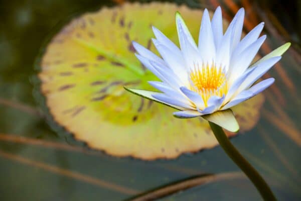 lotusbloem