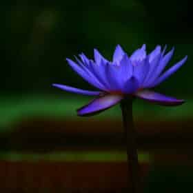 lotus bloem