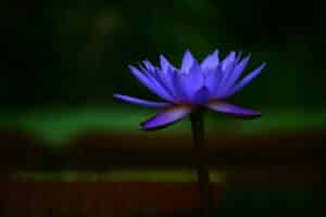 lotus bloem