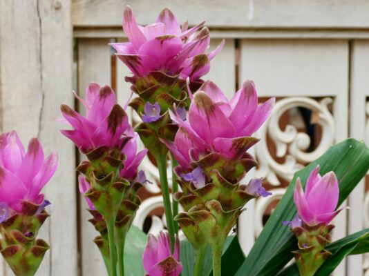 curcuma plant