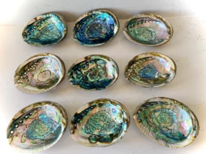 Abalone Schelp - Rituele Houder voor Smudge & Ceremony (Mystic Cacao)